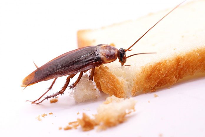 Jak bezpiecznie zwalczyć karaluchy w mieszkaniu?