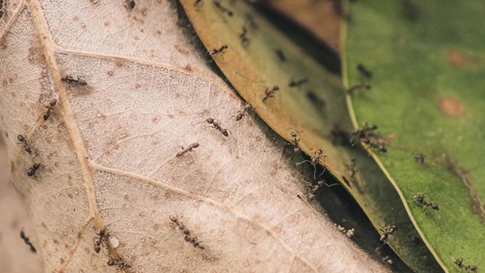 Ekologiczne sposoby zwalczania mrówek