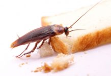 Jak bezpiecznie zwalczyć karaluchy w mieszkaniu?