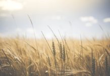 Kwas chlebowy – właściwości odżywcze i zdrowotne kwas chlebowy