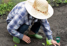 Tester gleby – czy warto używać go w swoim ogrodzie?