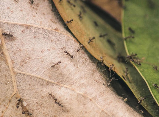 Ekologiczne sposoby zwalczania mrówek