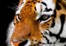 Czy można obcinać kotu wąsy? Czy można obcinać kotu wąsy?