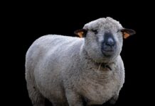 Czy można hodować CBD w domu? Czy można hodować CBD w domu?