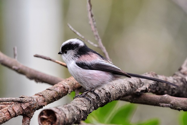 Co energetyki robią z sercem? Co energetyki robią z sercem?