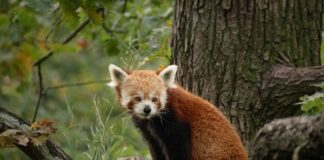 Co na senność zamiast kawy?