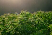 Jak wygląda nasiona konopi? Jak wygląda nasiona konopi?