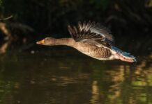 Kto obrączkuje bociany? Kto obrączkuje bociany?