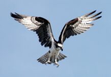 Jak pozbyć się plam po praniu? Jak pozbyć się plam po praniu?