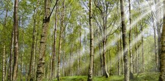 Kiedy zdjąć psu obroże na kleszcze?