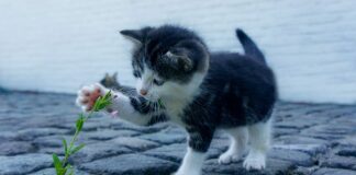 Czy pazury u kota odrastają?