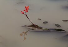 Dlaczego robi się mętna woda w akwarium? Dlaczego robi się mętna woda w akwarium?