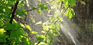 Ile dni po oprysku można jeść ogórki?