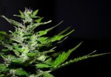 Ile można mieć przy sobie marihuany w Niemczech? Ile można mieć przy sobie marihuany w Niemczech?