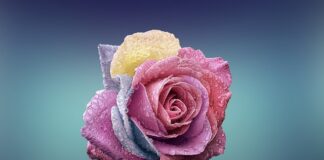 Czy płatki owsiane trzeba moczyć?