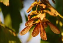 Jak rozmnażać rośliny w akwarium? Jak rozmnażać rośliny w akwarium?