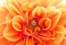 Co wymiata pasożyty z organizmu? Co wymiata pasożyty z organizmu?