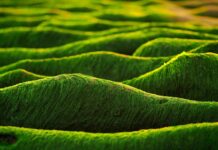 Czy algi produkują tlen?