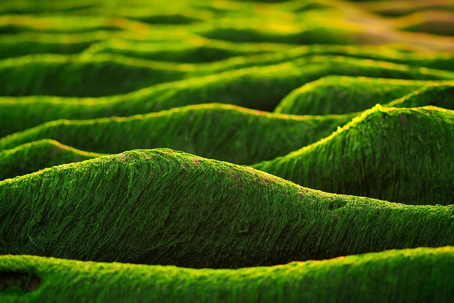 Czy algi produkują tlen?